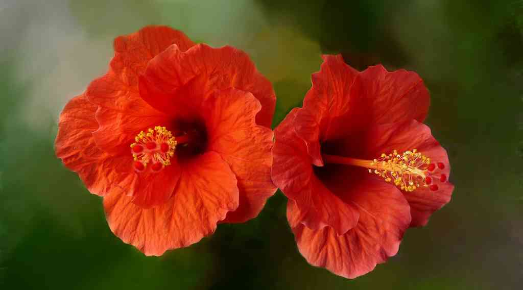 Benefits of Hibiscus Flower Oil